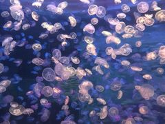 -乌鲁木齐海洋馆