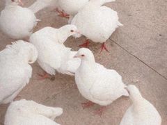 -海合安武汉极地海洋公园