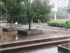 -神仙树公园