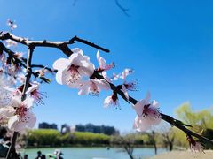 -朝阳公园