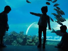 -海棠湾洲际-涛·海底餐厅·美人鱼·自助餐·海底隧道