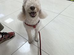 -美联众合动物医院·24h京西诊疗中心