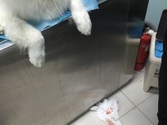 -纳吉亚猫专科动物诊疗中心(蒋宅口分院)