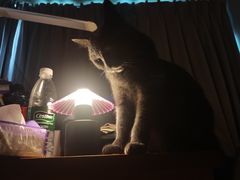 -瑞鹏宠物医院·骨科·猫科·内科(第一中心)