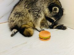 -浣熊柯尔鸭土拨鼠·电玩咖