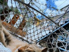 -喵屿·大理花园猫咖