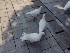 -磁器口古镇
