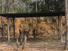 -清迈夜间动物园