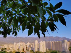 -金鸡山公园