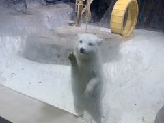 -海合安青岛极地海洋公园