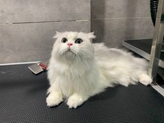 -宠颐生嘉德动物医院