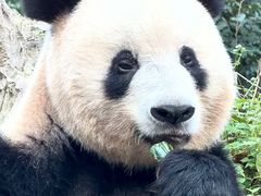-中国大熊猫保护研究中心雅安碧峰峡基地