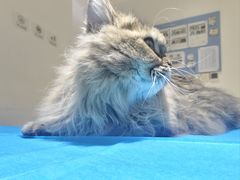 -艾贝尔宠物医院·24H转诊中心·肿瘤猫专科(江宁双龙店)