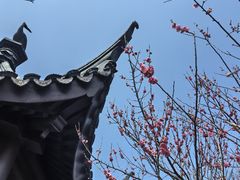 -香雪海