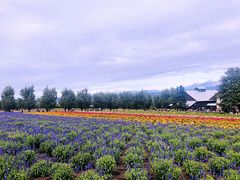 -富田农场