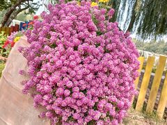 -石家庄市植物园