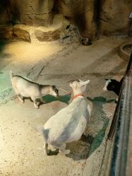 点击看大图 -酷嗒动物文化乐园(cutezoo西溪乐天城店)