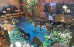 -卡通尼·Safari非洲探索乐园·生日会(金桥国际商业广场店)