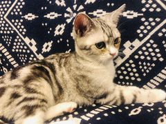 -平行世界·猫咖(首经贸店)