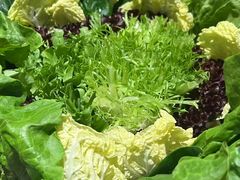 -额尔敦草原涮羊肉·烧烤(冻青树总店)