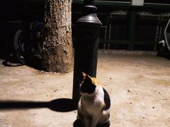 -LELECHA乐乐茶(新街口大洋店)