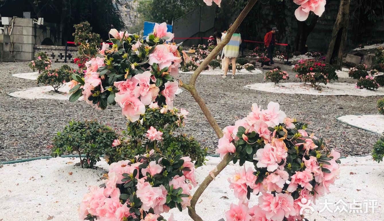 废墟中的烂漫花园[玫瑰][凋谢]