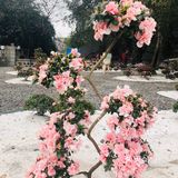 废墟中的烂漫花园[玫瑰][凋谢]