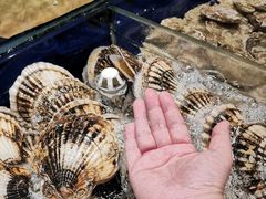 -高佳庄·舟山海鲜(海景旗舰店)