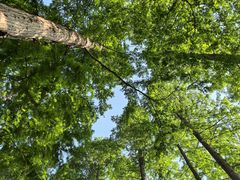 -黄海国家森林公园