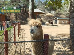-大连森林动物园