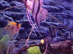 -上海海洋水族馆