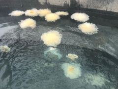 -湖景温泉