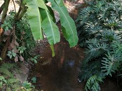 -滴水岩森林公园