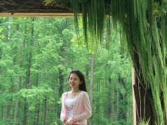 -黄海国家森林公园