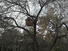 -北京西山国家森林公园