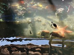 -蓝湾碧波·老字号·疍家非遗海上餐厅