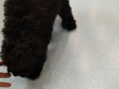 -瑞鹏宠物医院·爱宠堂·骨外专科(西荷分院)