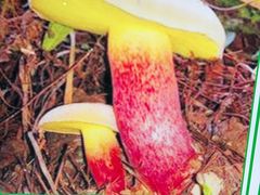 -菌之家·专业纯野生菌火锅·特色炒菌