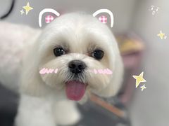 -帕帕拉兹宠物(亚洲旗舰店)