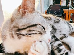 -猫小院猫主题咖啡厅(北锣店)