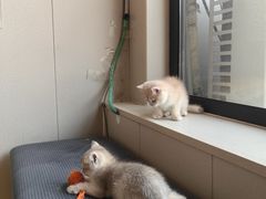 -瑞派宠物医院·犬猫全科·猫友好(宾水西道店)