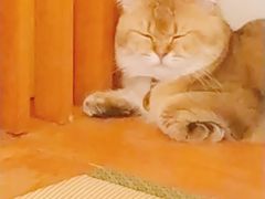 -猫在这儿猫咪咖啡馆·撸猫馆
