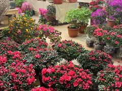 -双季花艺园艺市场(浦东店)