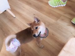 -柴犬小屋·柴餐厅·狗咖食堂(金鼎广场店)