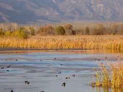 -野鸭湖国家湿地公园