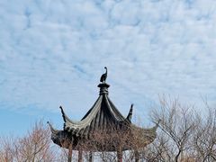 -香雪海
