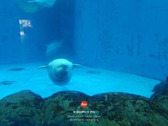 -海合安成都极地海洋公园