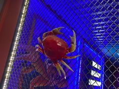 -谢蟹浓·肉蟹煲(新奥店)