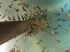 -上海大自然野生昆虫馆(东方明珠·爬宠昆虫探索中心)