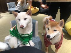 -逗柴咖啡屋·狗咖猫咖宠物桌游